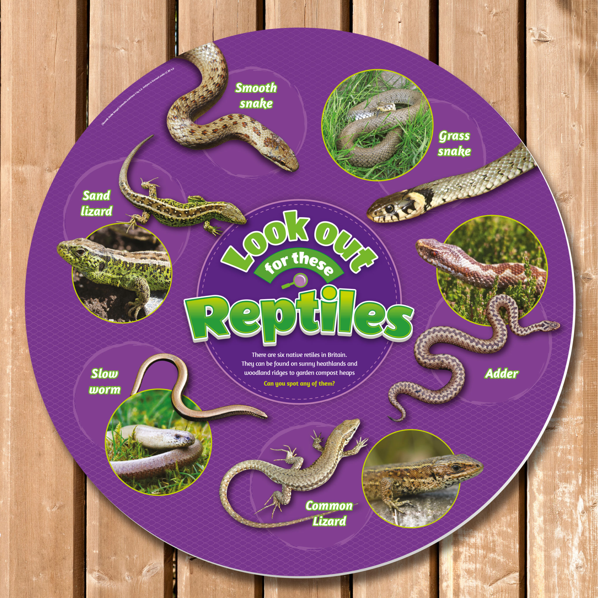 Reptiles Identification Sign, Circular - Perfect for School Nature Areas