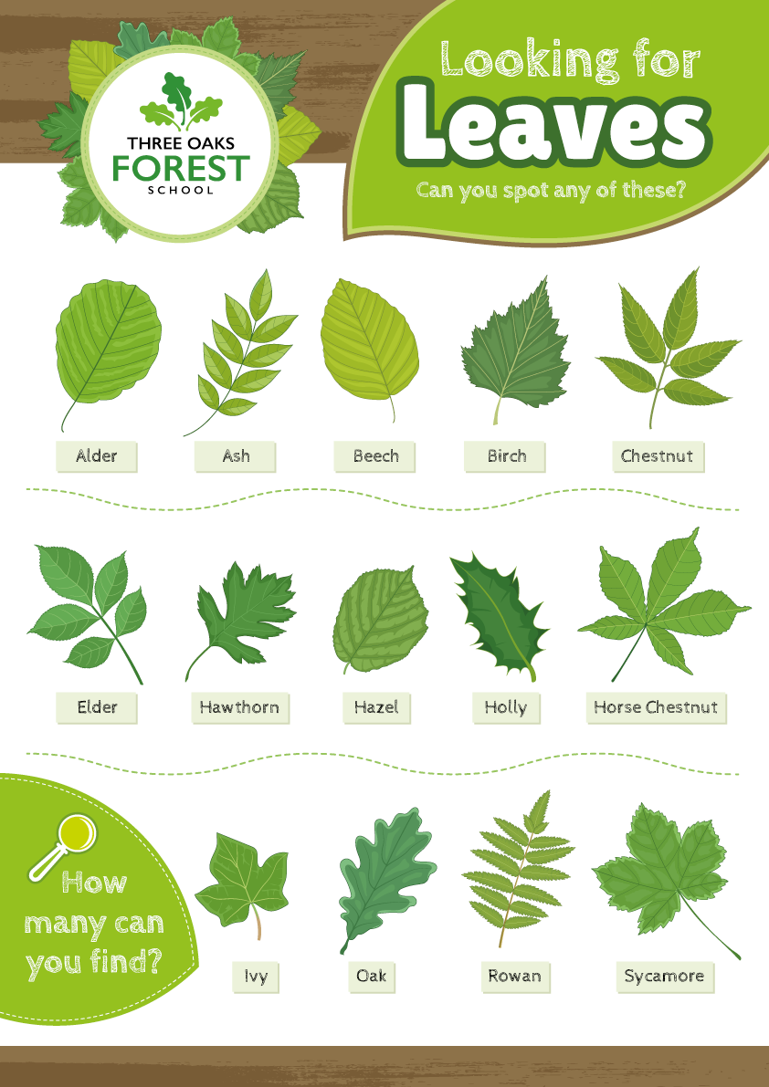 identifying trees by their leaves