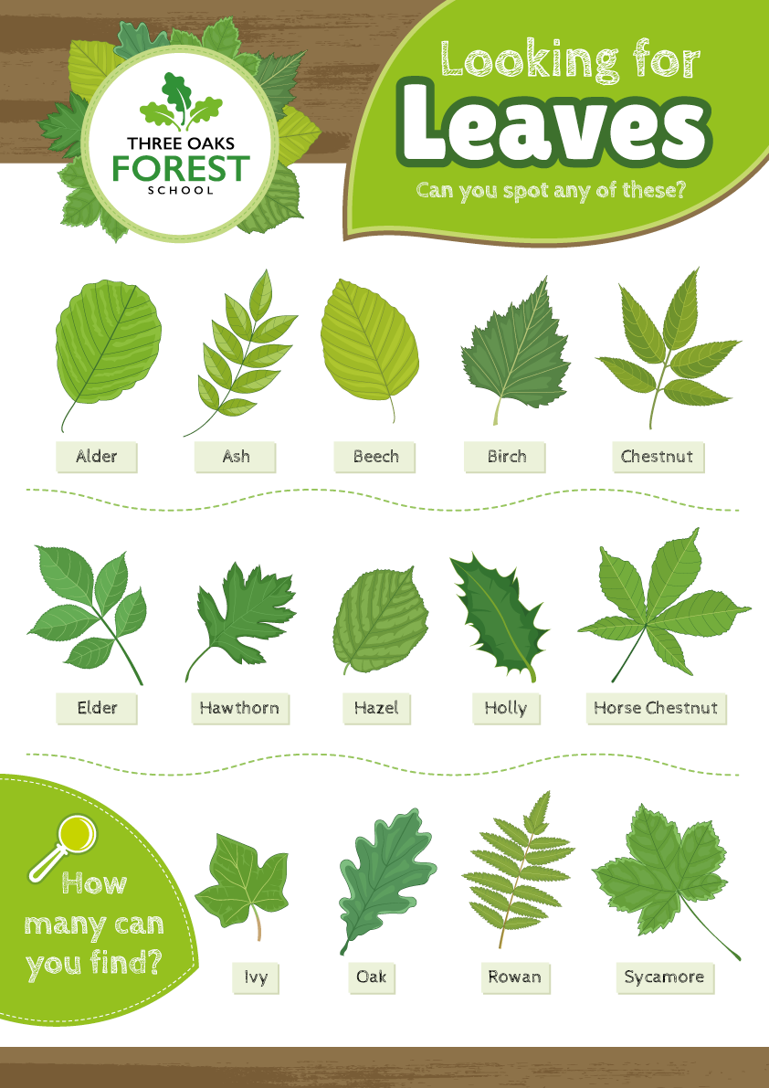 Tree Leaf Identification Sign Perfect For Nature Areas Forest Schools