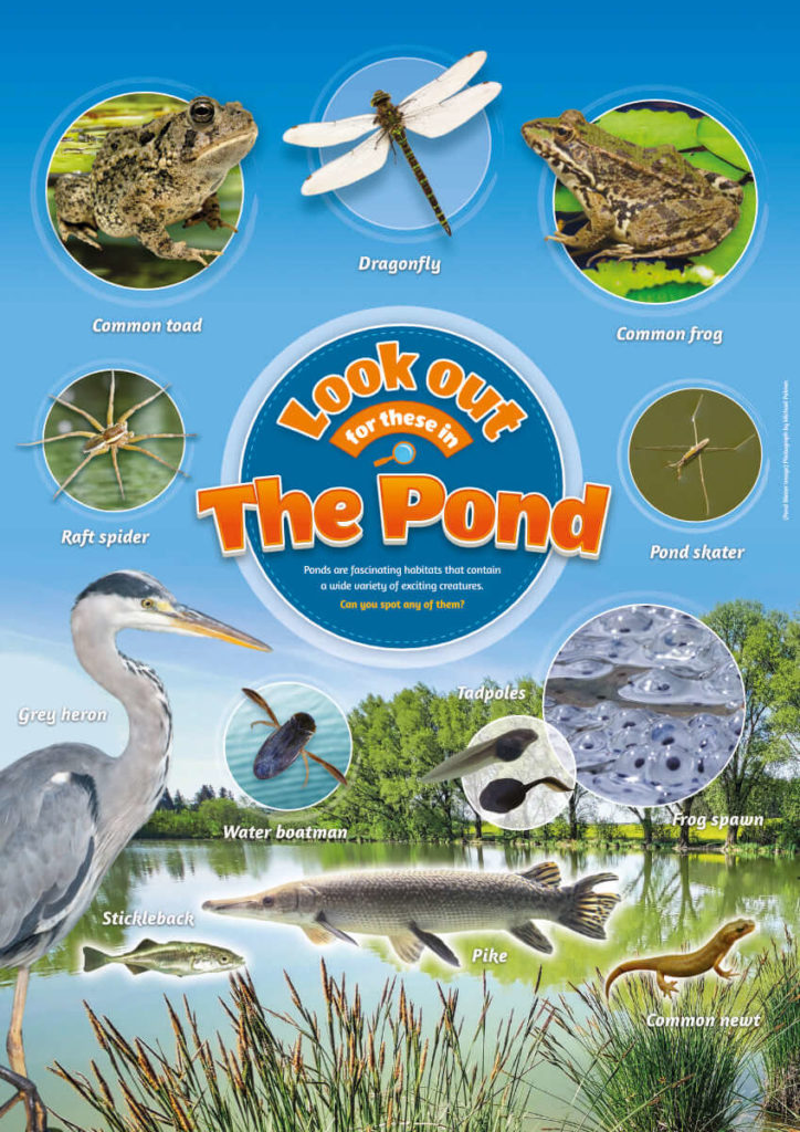 Pond Life Identification Poster - Perfect School Nature Areas & Gardens